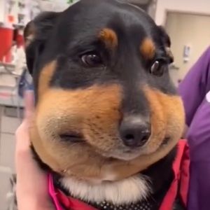 Meet your Posher, Gracie